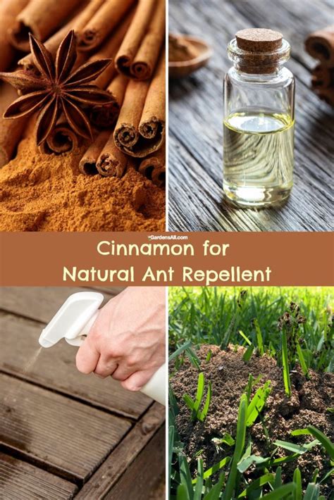 natural ant repellent for garden