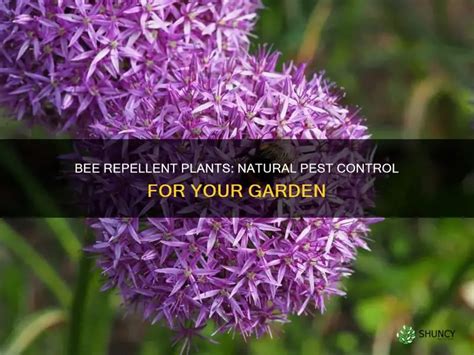 natural bee repellent plants