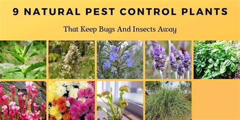 natural pest repellent plants