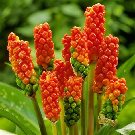 naturalizing flower bulbs