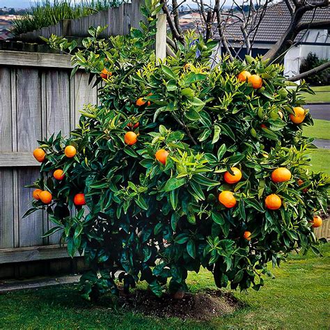 navel orange tree
