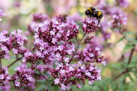nectar rich plants