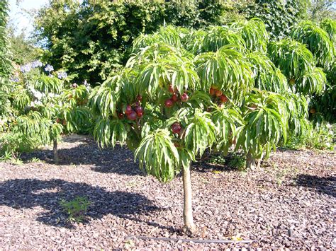 nectarine tree