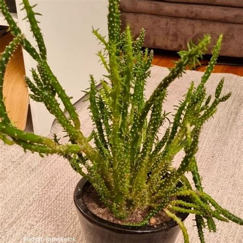 needle cactus