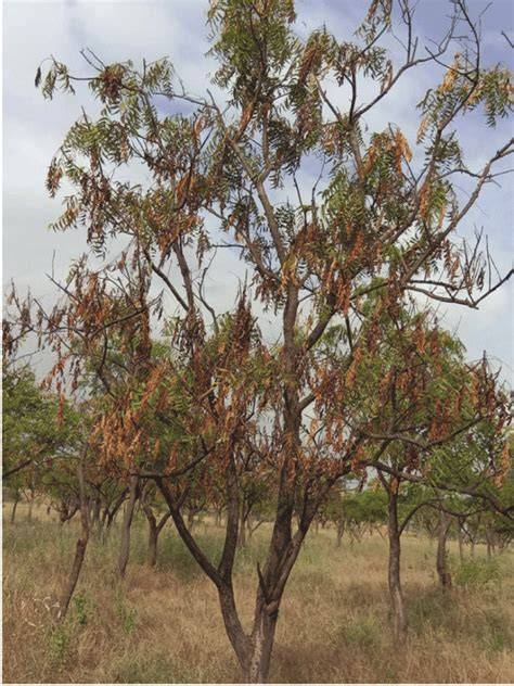 neem tree for mosquito