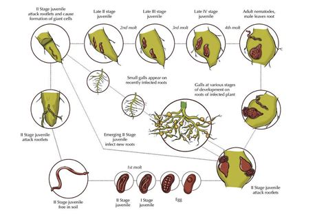 nematode control with plants