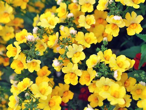 nemesia plant