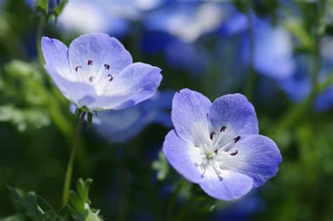 nemophila flower