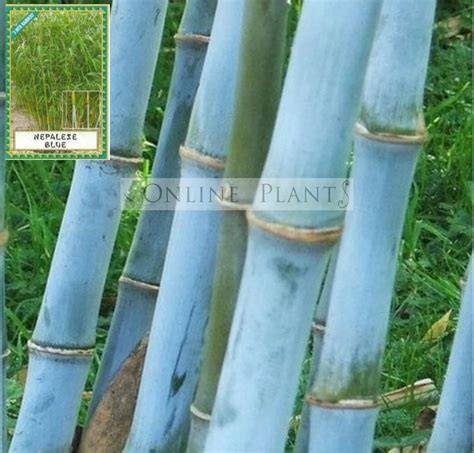 nepalese bamboo