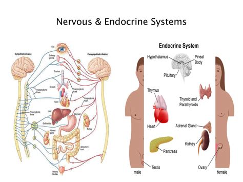 nervous system and endocrine system anatomy