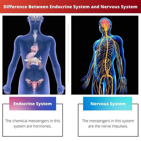 nervous system and endocrine system communication
