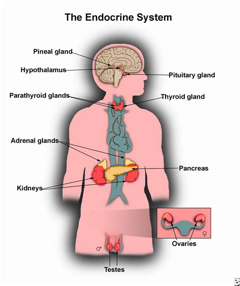 nervous system and endocrine system dysfunction