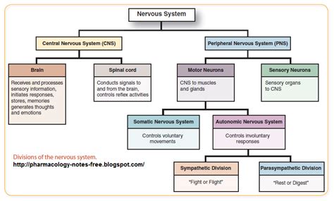 Nervous System Divisions Chart