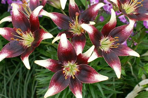 netty's pride lily