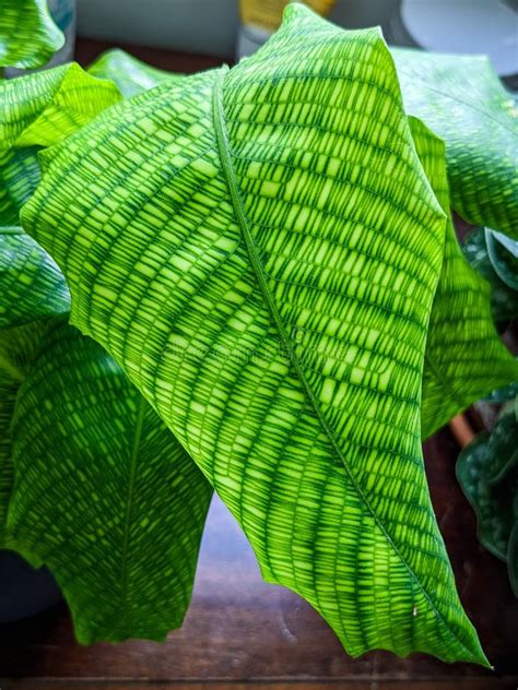 network calathea