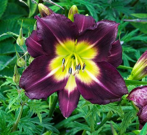night beacon daylily
