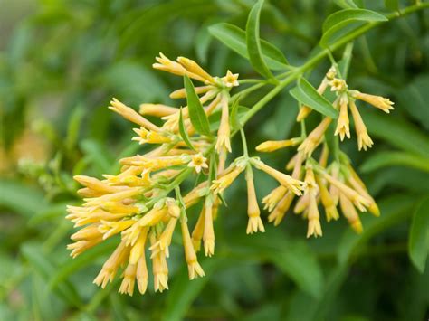 night jasmine