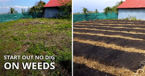 no dig weed control