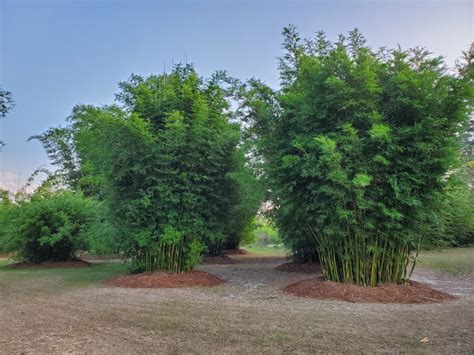 non invasive bamboo for shade