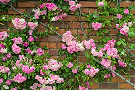 Exploring Non-Invasive Vines: A Guide to Choosing the Right Plants for
Your Garden