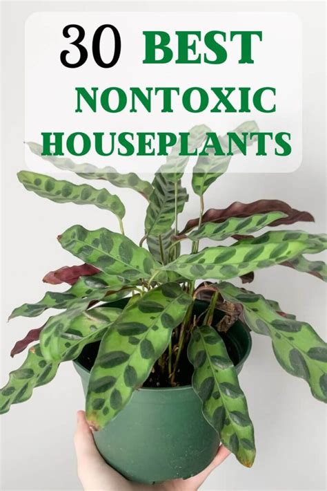 non toxic vine plants