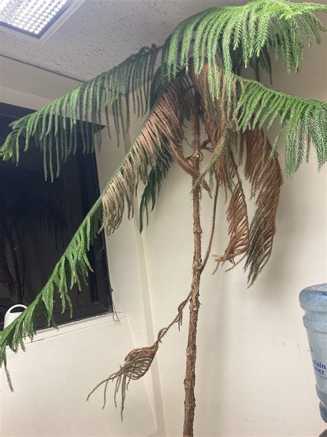 norfolk dropping branches