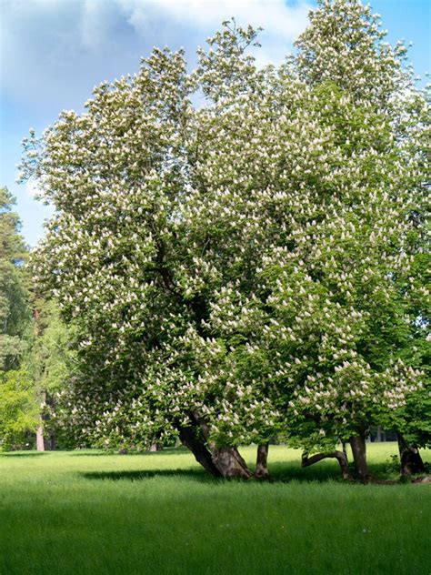 north central shade trees
