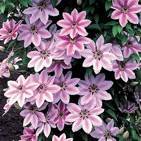 north facing clematis