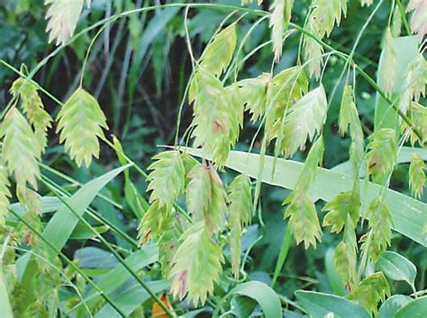 northern sea oats companion plants
