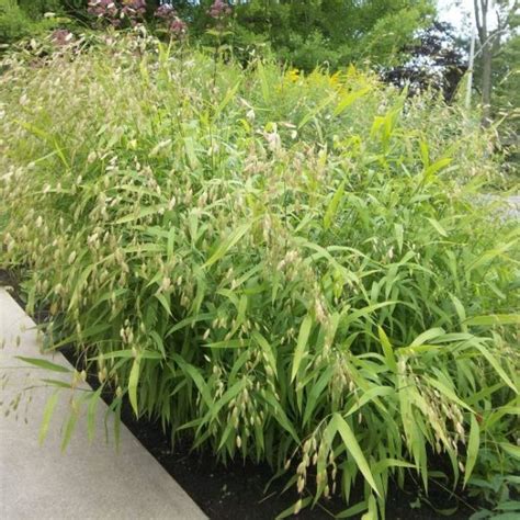 northern sea oats companion plants