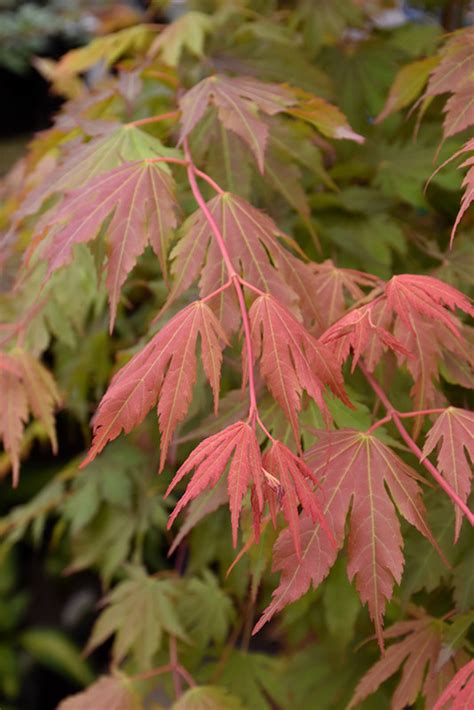 northwind japanese maple