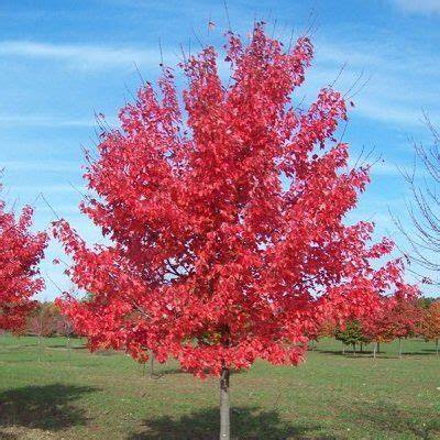 northwood maple