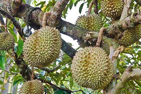 Nursery Durian