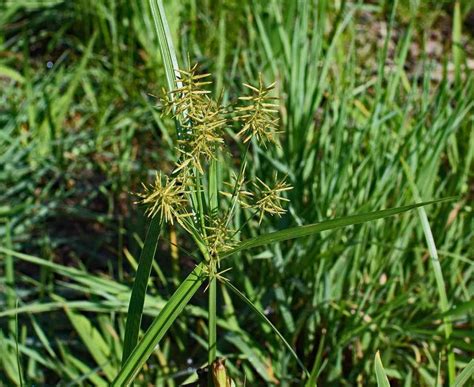 nut grass weed