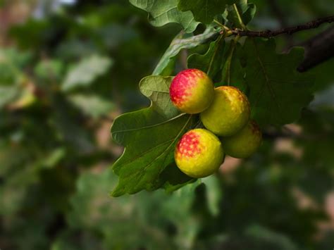 oak apple gall info