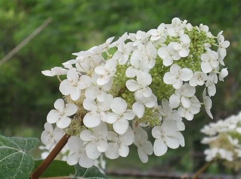 oak hydrangea care