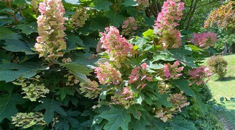 oakleaf hydrangea companion plants