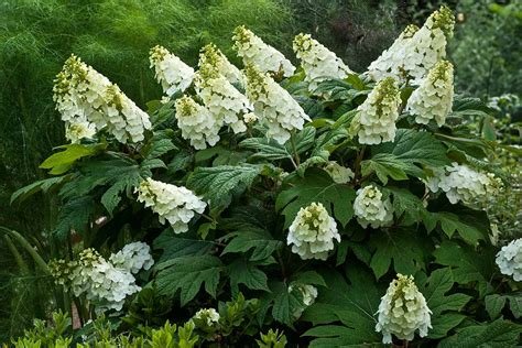 oakleaf hydrangea species