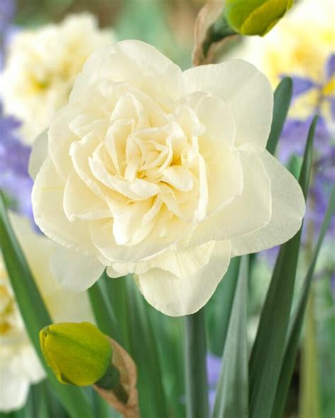 obdam daffodil