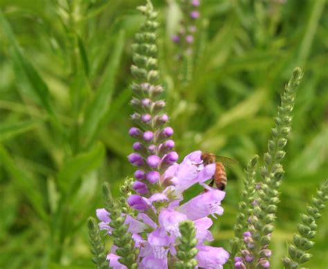 obedient plant foliage
