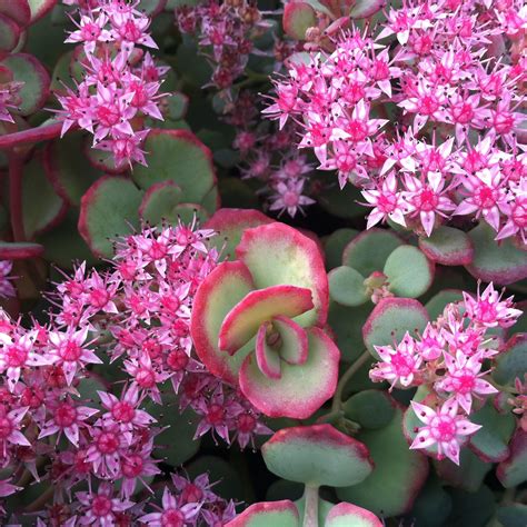 october daphne sedum