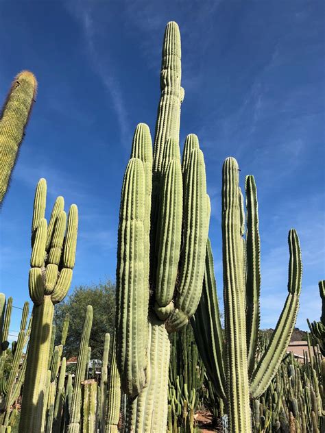 old cactus