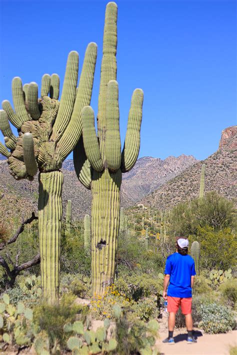 old cactus