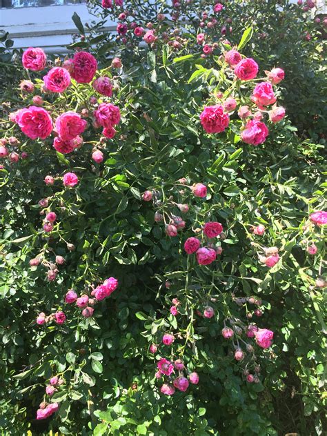old fashioned climbing roses