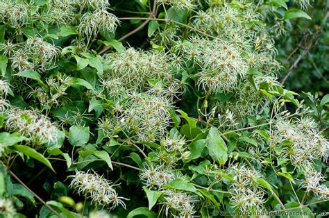 old man's beard clematis