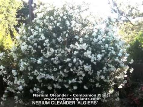 oleander companion plants