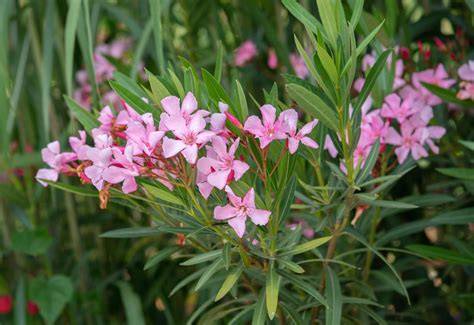 oleander pink