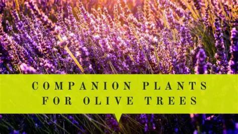 olive tree companion plants