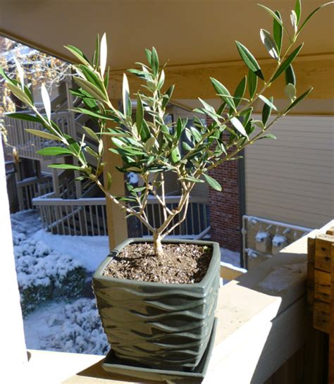 olive tree plant pot