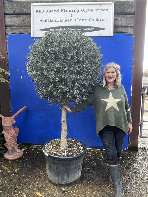 olive tree topiaries
